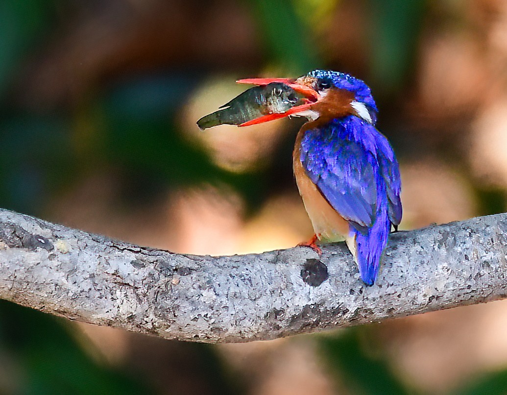 Malachite Kingfisher - ML644077008