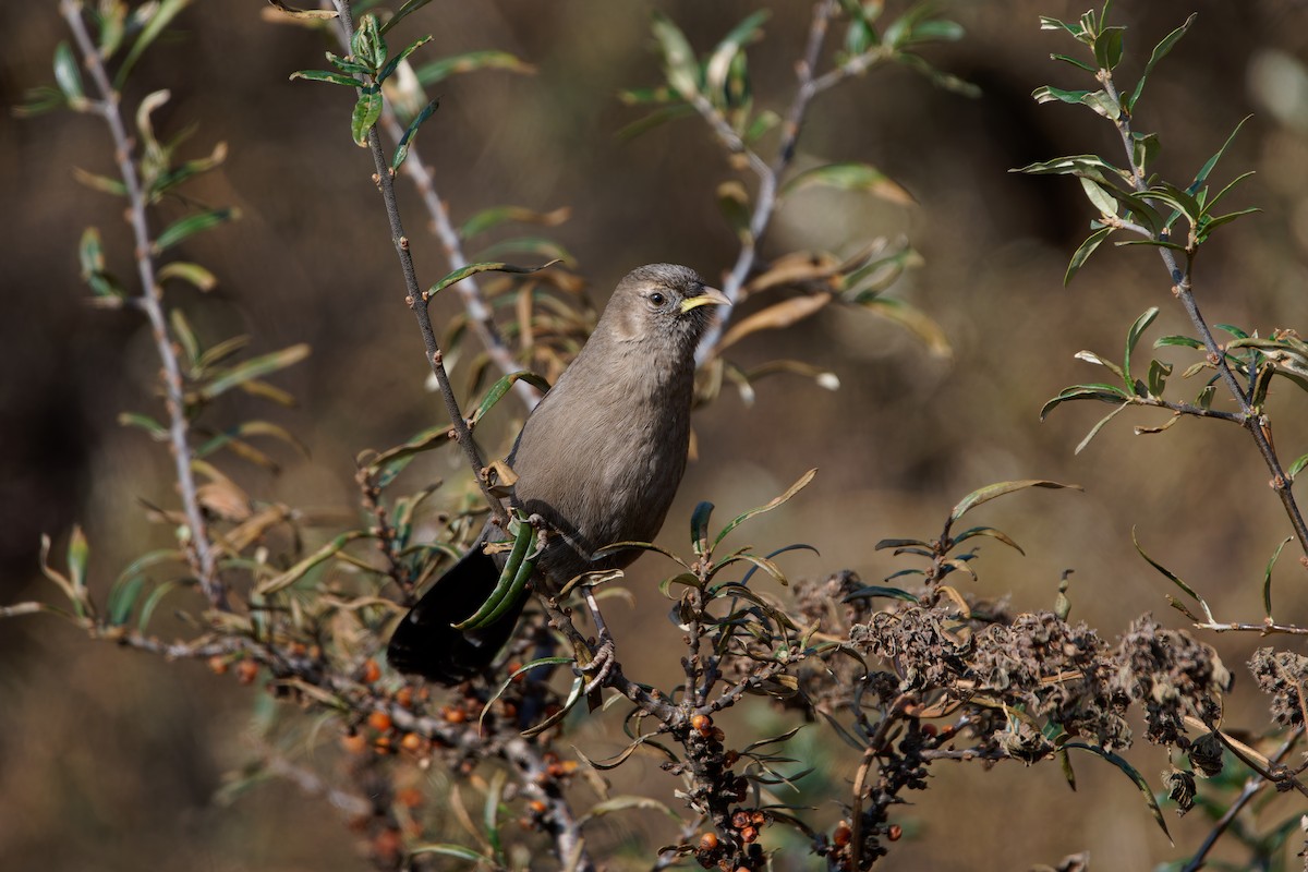 Pere David's Laughingthrush - ML644077010