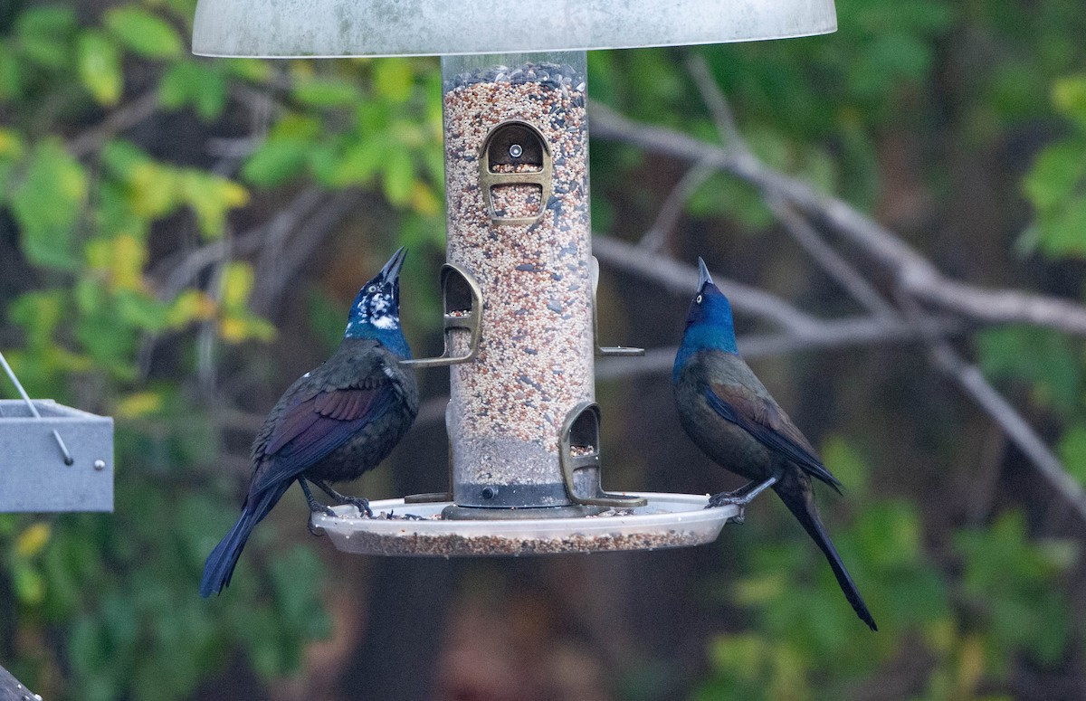 Common Grackle - ML644077013