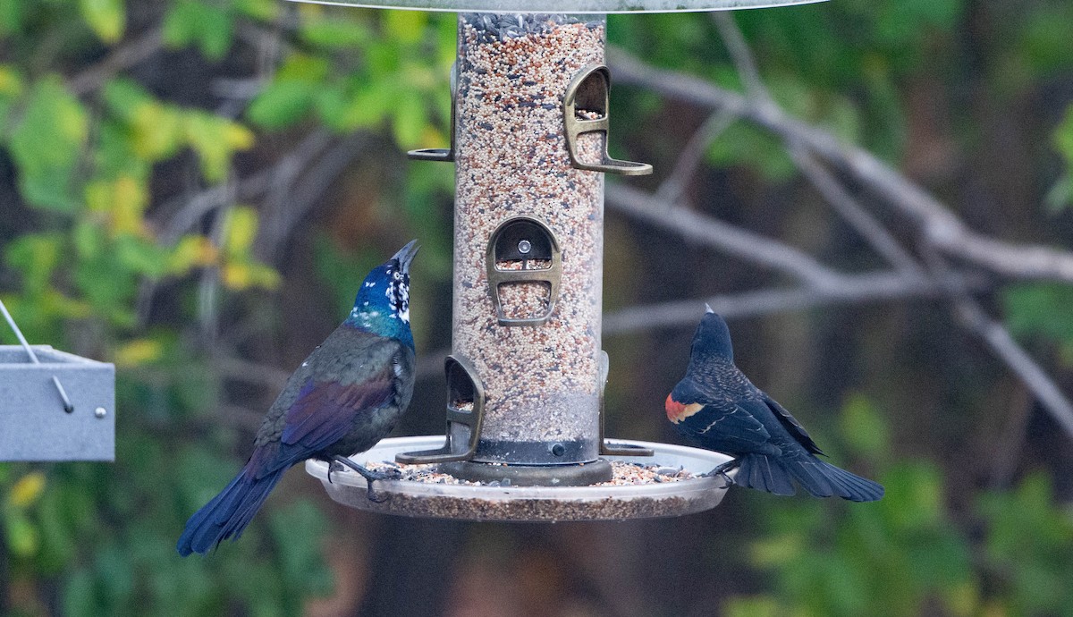 Common Grackle - ML644077014
