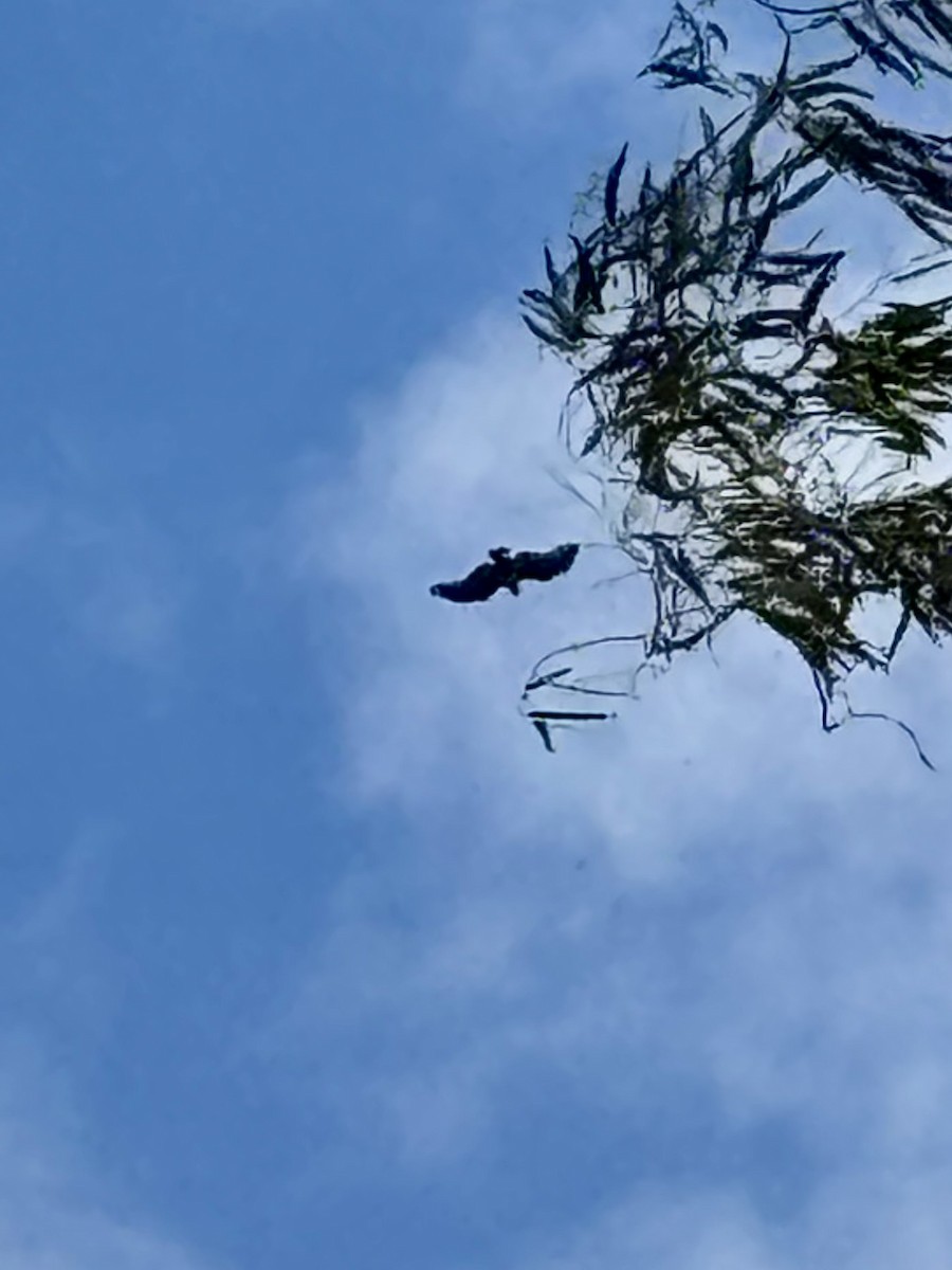 bird sp. - ML644077015