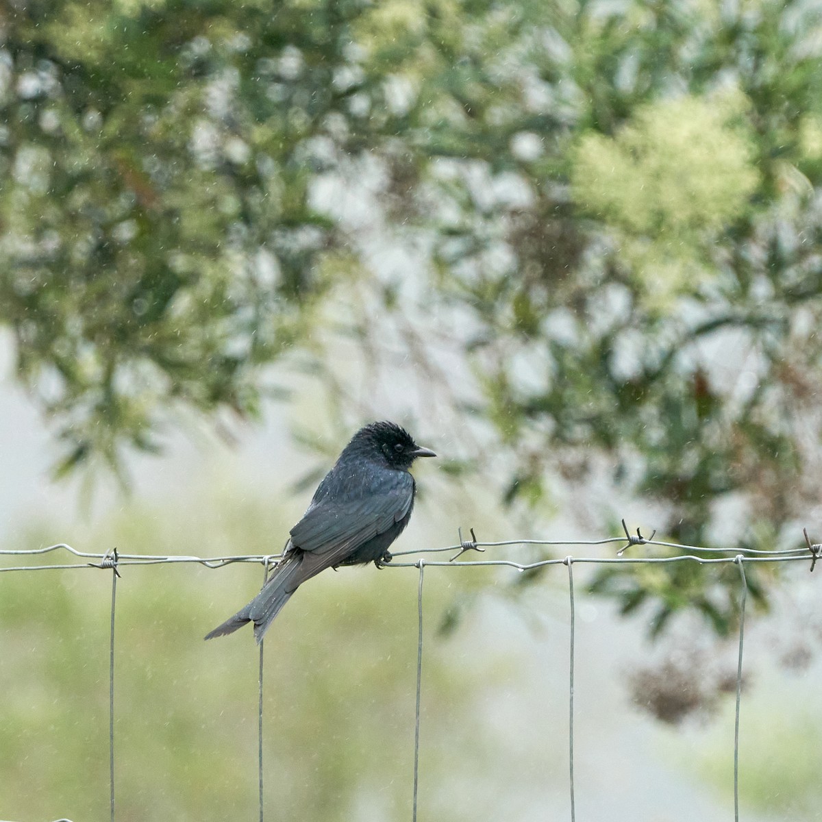 Fork-tailed Drongo - ML644077021