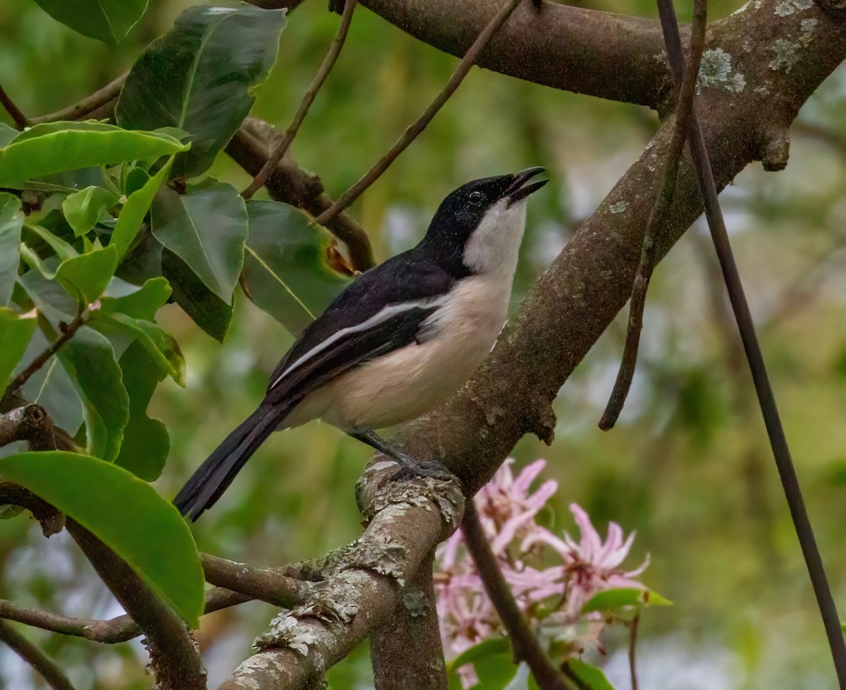 Tropical Boubou - ML644077034