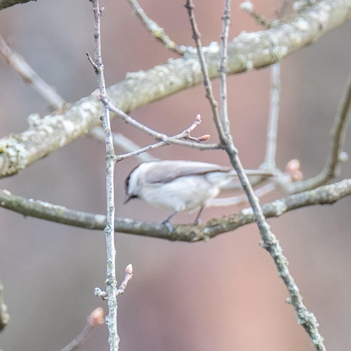Kayın Baştankarası - ML644077035