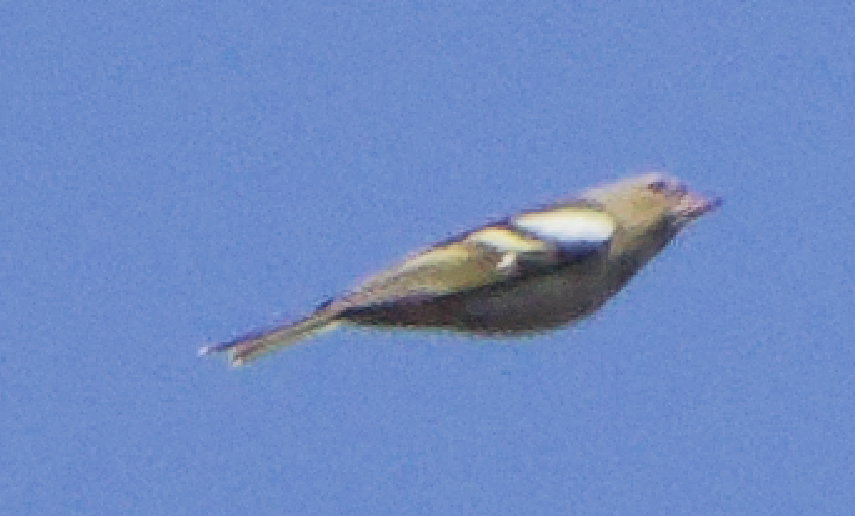 Common Chaffinch - ML644077045