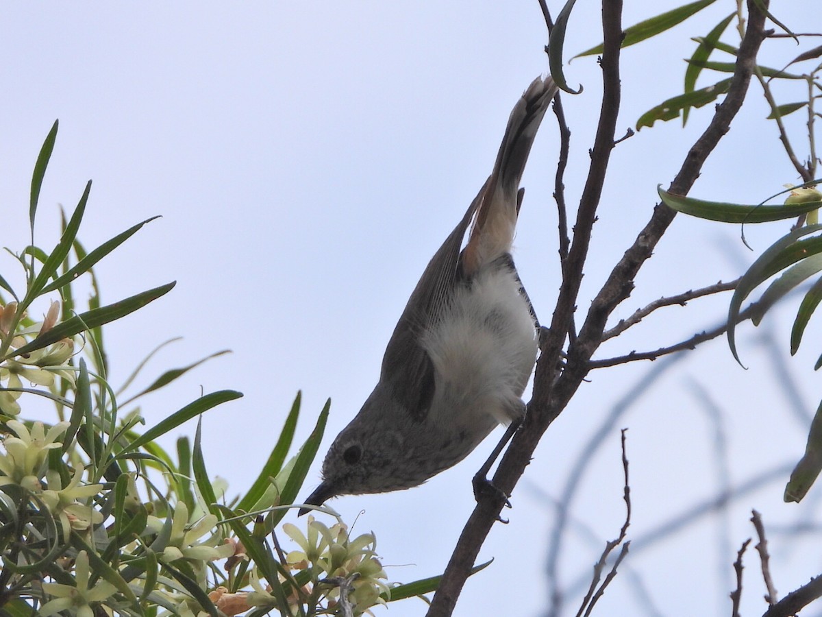 Inland Thornbill - ML644077046