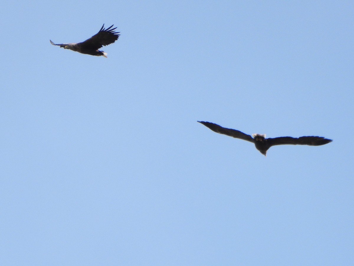 白尾海鵰 - ML644077048