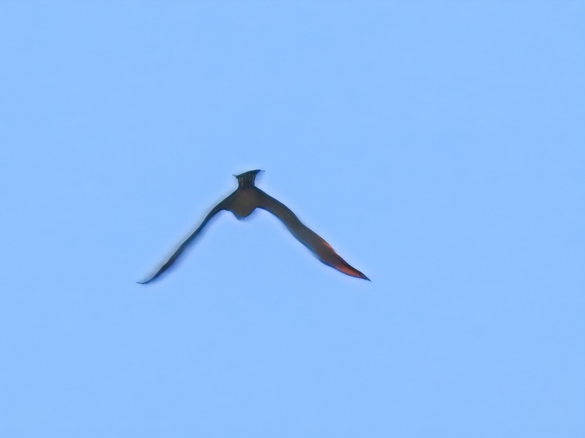 Plumbeous Kite - ML644077049