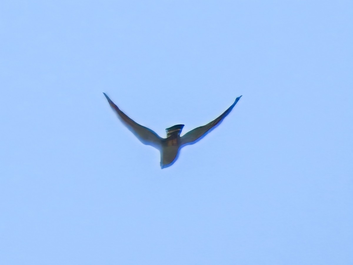 Plumbeous Kite - ML644077050