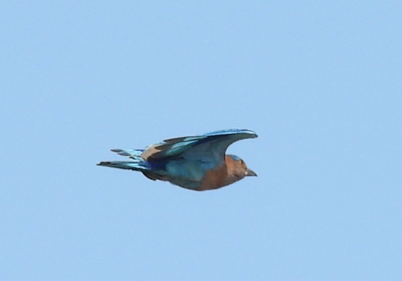Indian Roller - ML644077057
