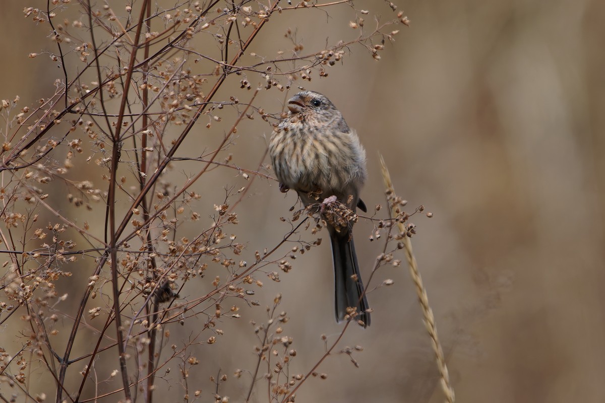 Long-tailed Rosefinch (Chinese) - ML644077062