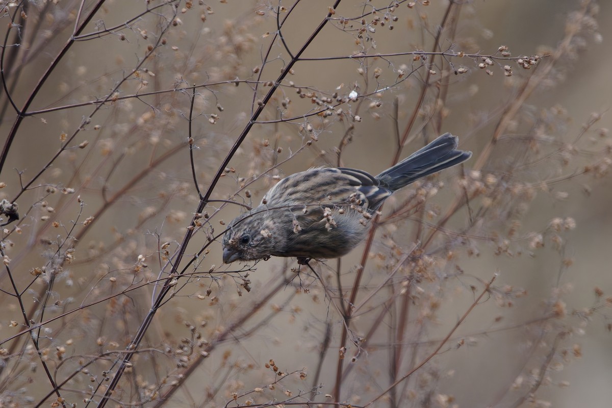 Long-tailed Rosefinch (Chinese) - ML644077063