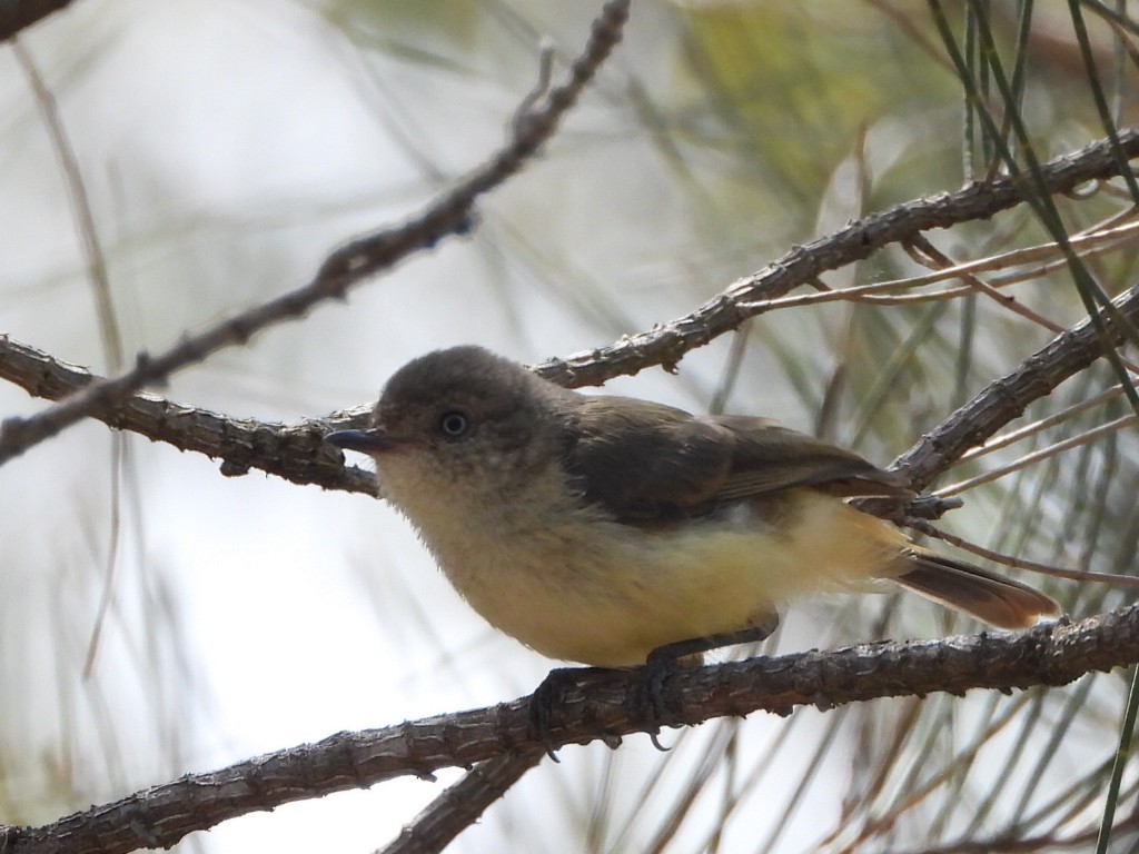 Acanthize à croupion beige - ML644077072