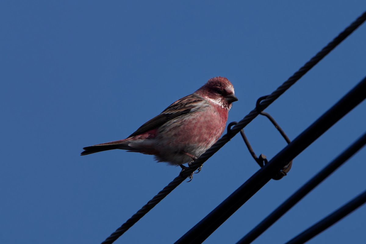 Pallas's Rosefinch - ML644077076