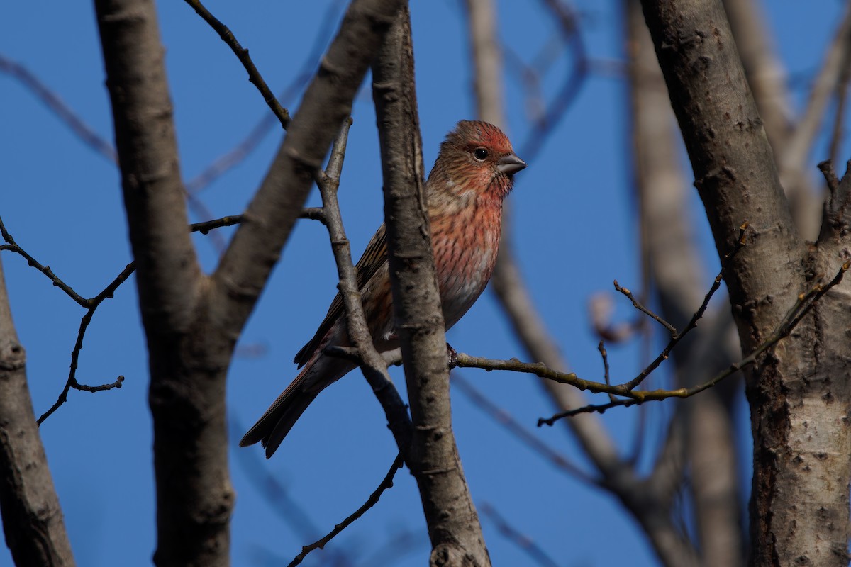 Pallas's Rosefinch - ML644077077