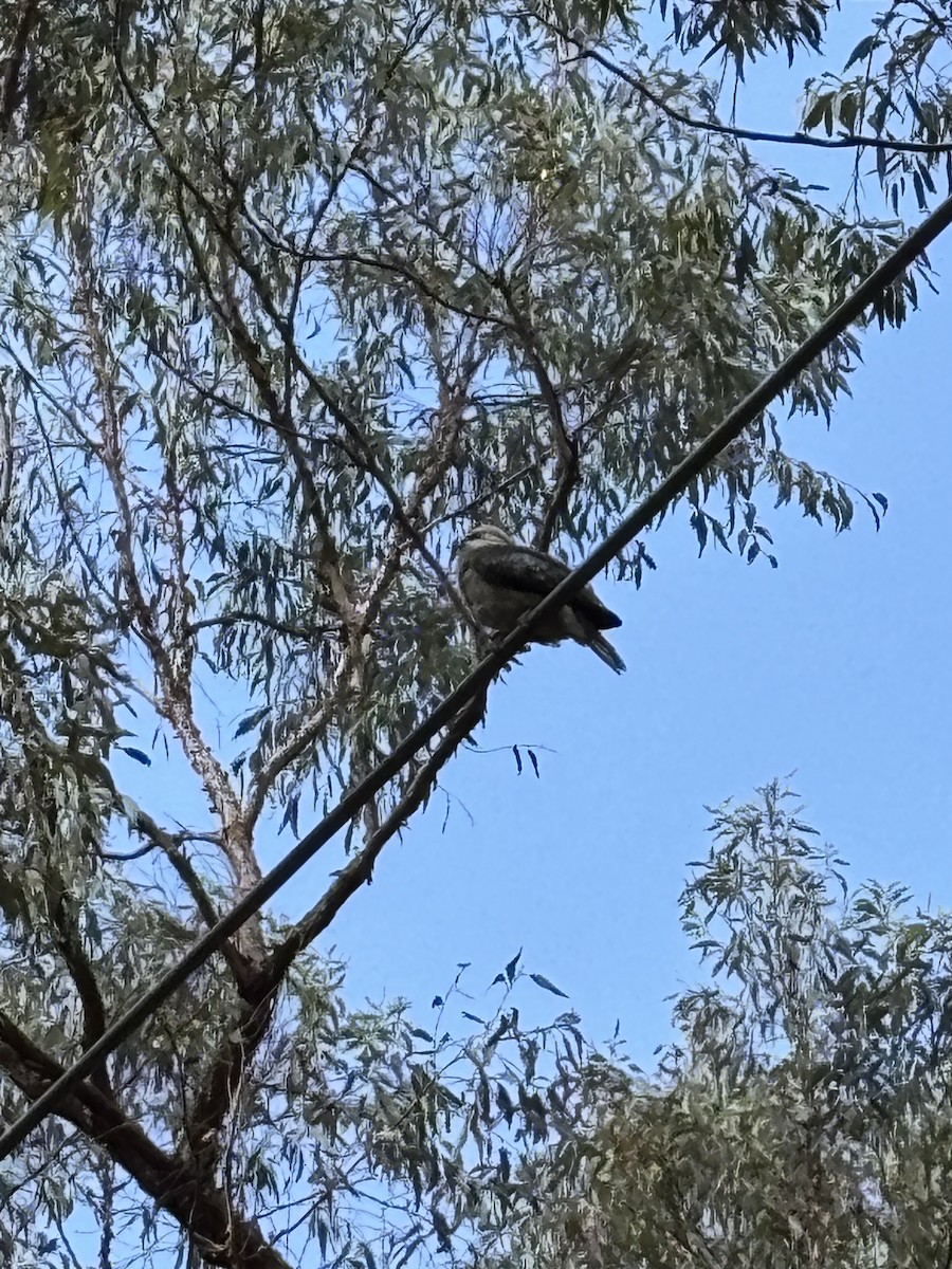 Laughing Kookaburra - ML644077078
