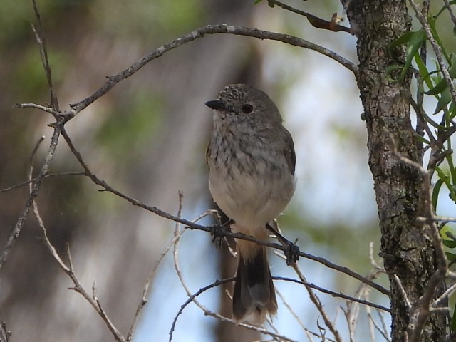 Inland Thornbill - ML644077080