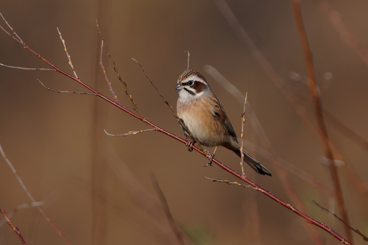 Meadow Bunting - ML644077083