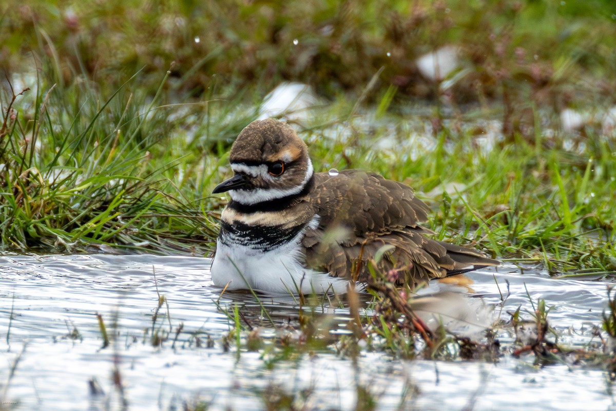 Killdeer - ML644077093