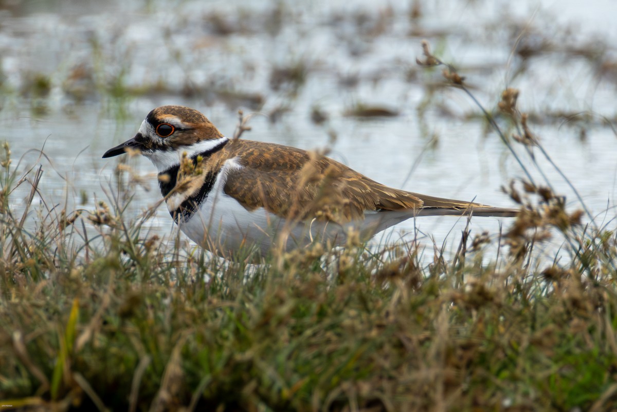 Killdeer - ML644077094