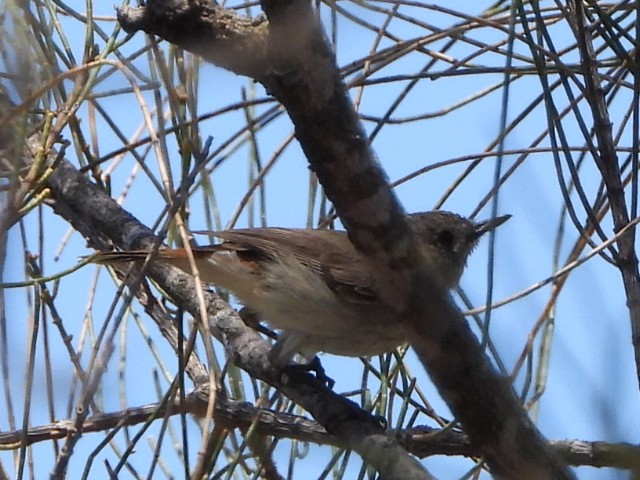 Inland Thornbill - ML644077097