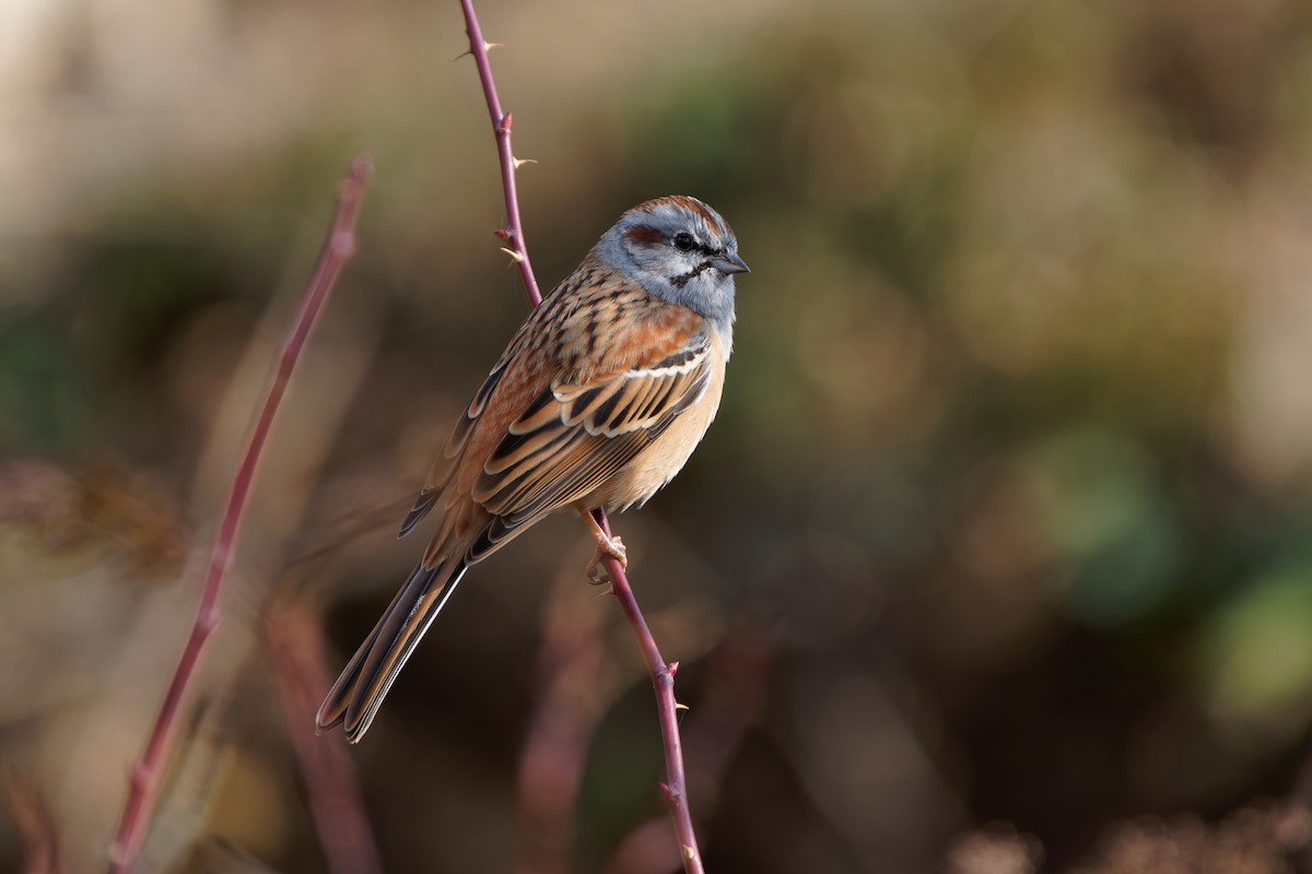 Godlewski's Bunting (godlewskii Group) - ML644077110