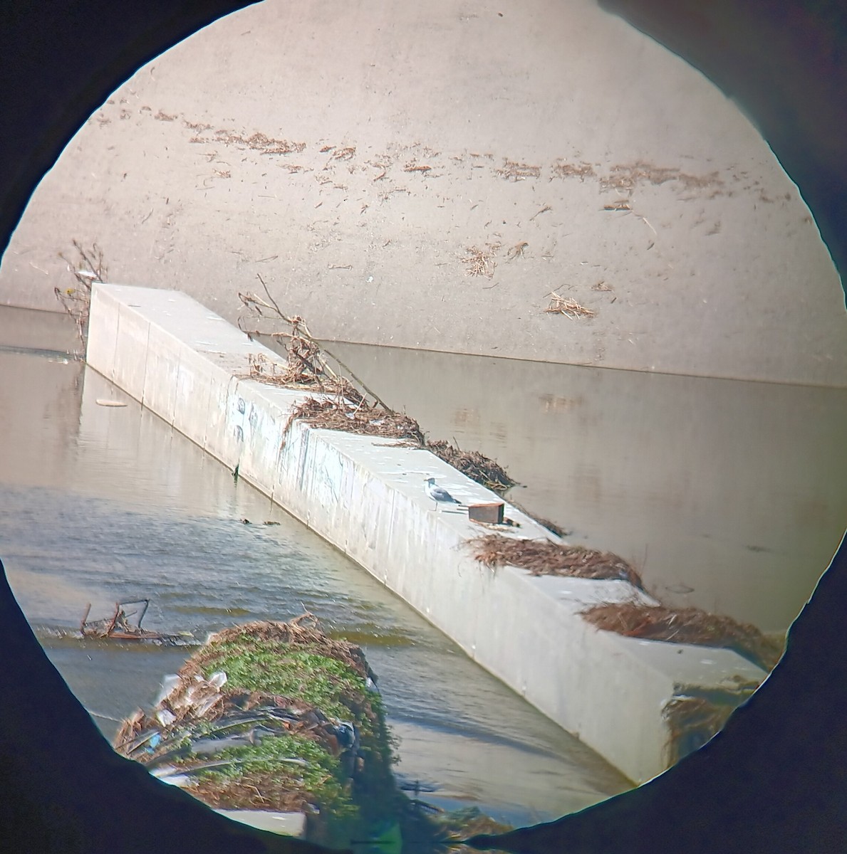 American Herring Gull - ML644077112