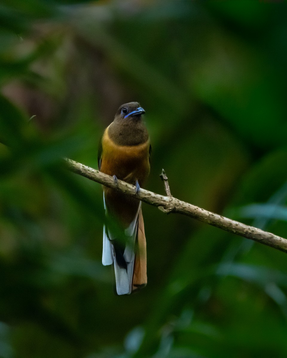 Malabar Trogon - ML644077122