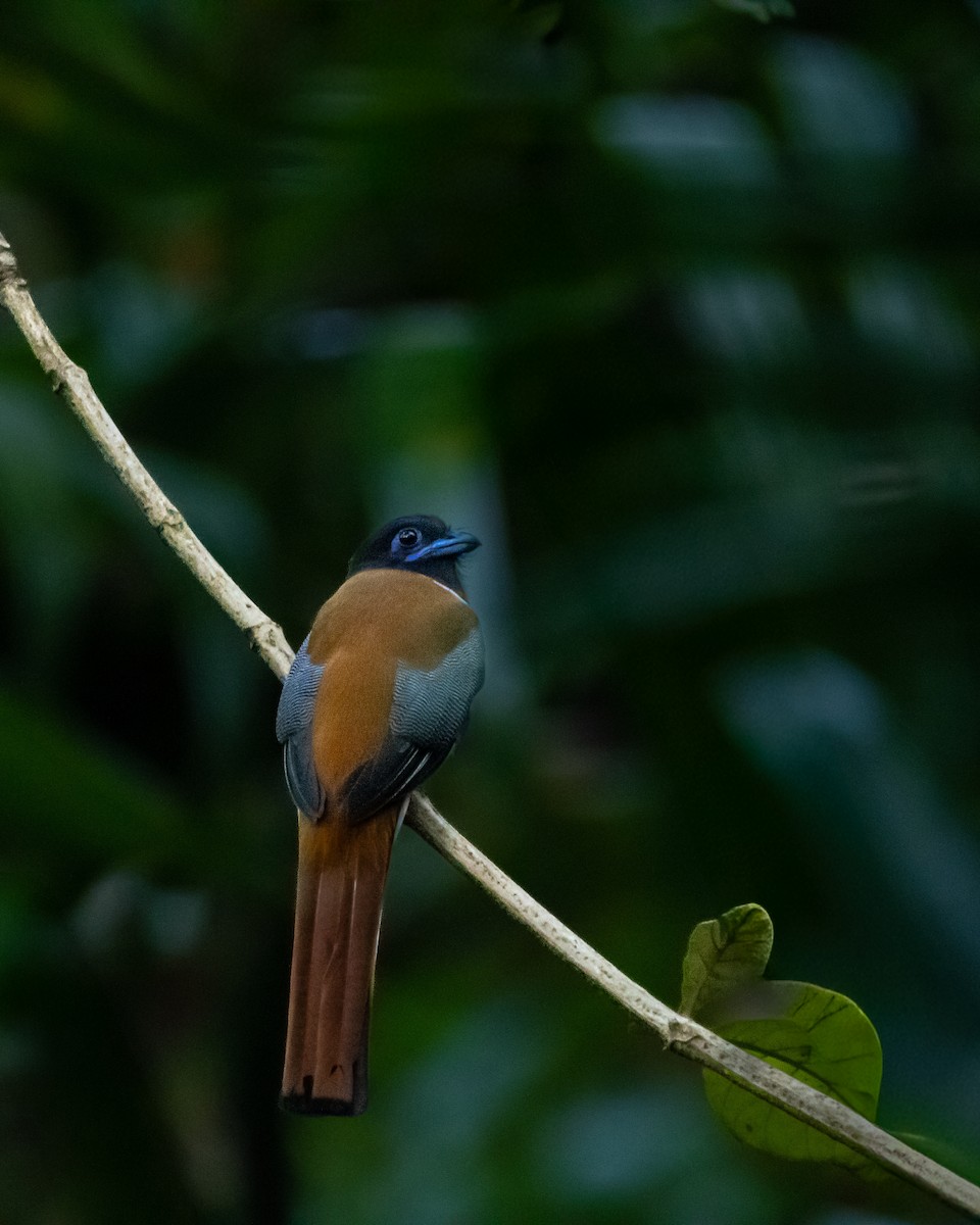Malabar Trogon - ML644077123