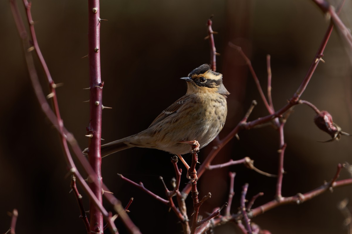 Сибирийн хайруулдай - ML644077129