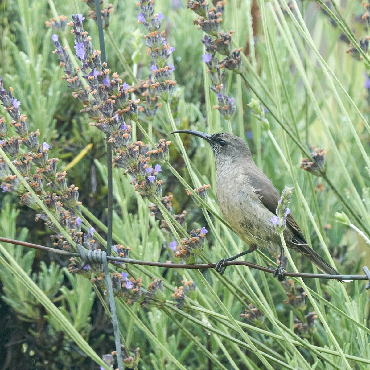 Greater Double-collared Sunbird - ML644077130