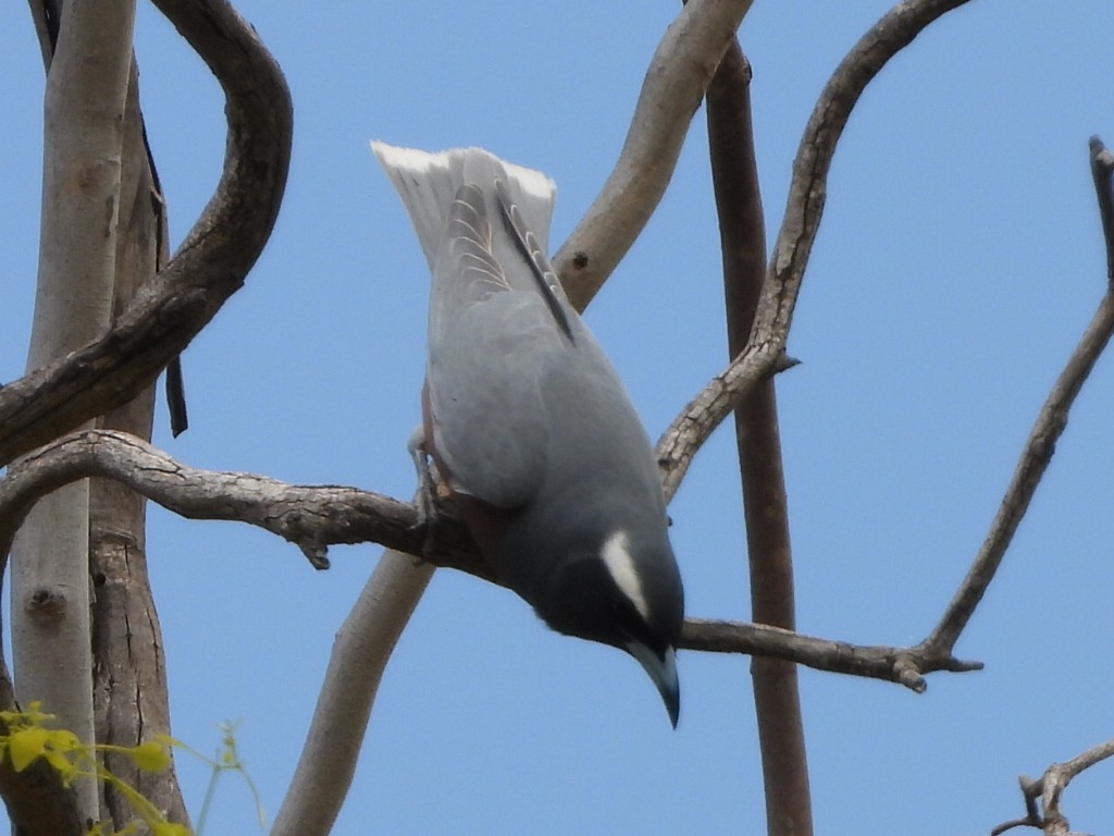Weißbrauen-Schwalbenstar - ML644077135