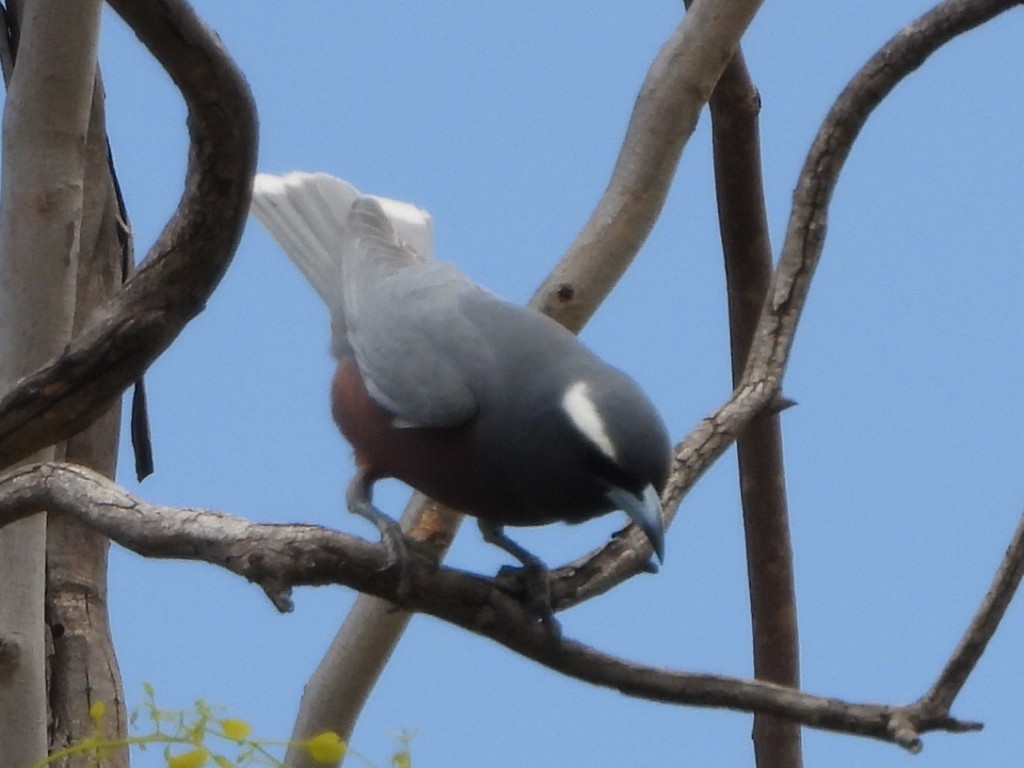 Weißbrauen-Schwalbenstar - ML644077136