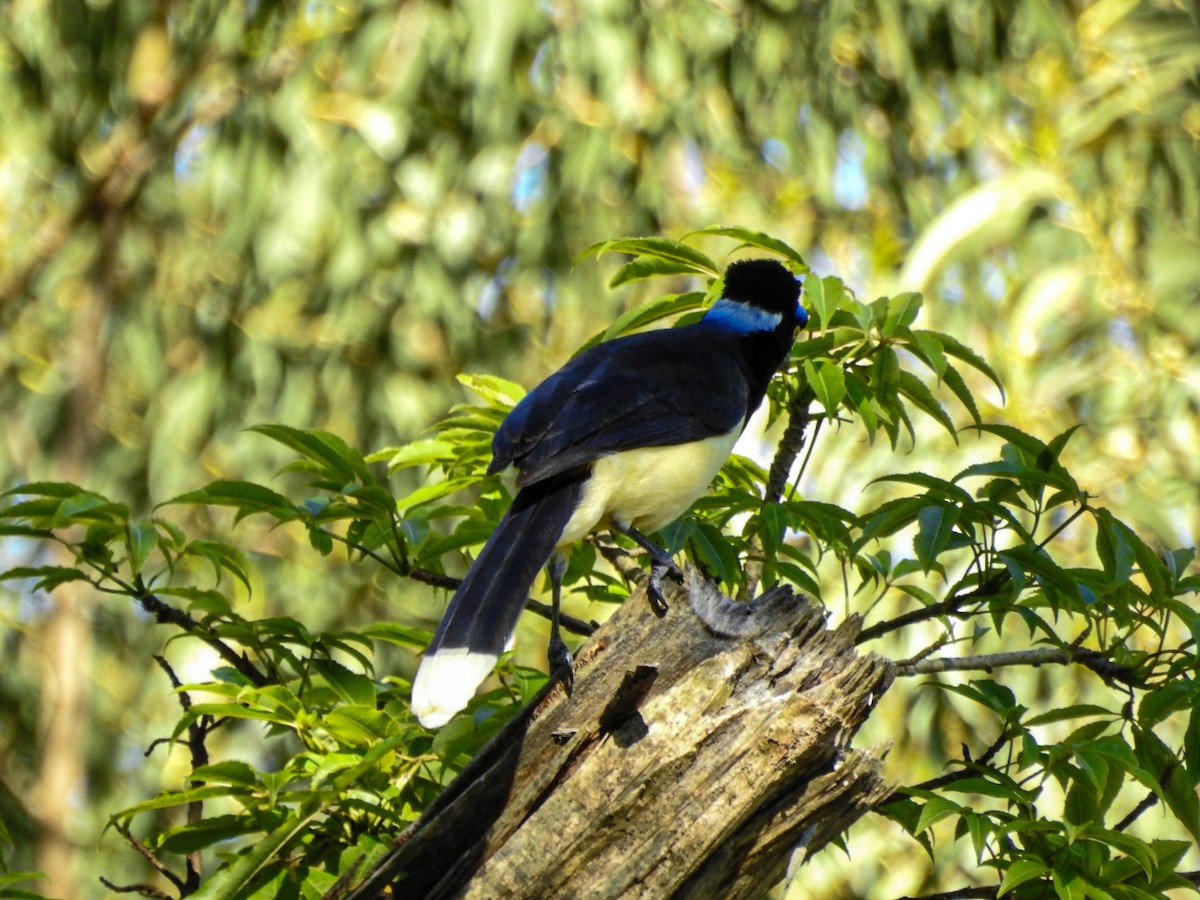 Plush-crested Jay - ML644077144