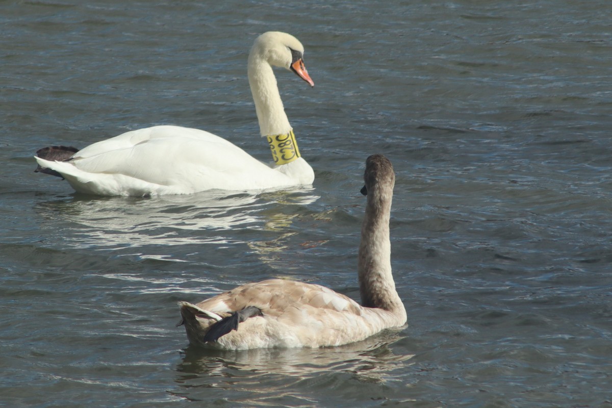 Хуруут хун - ML644077146