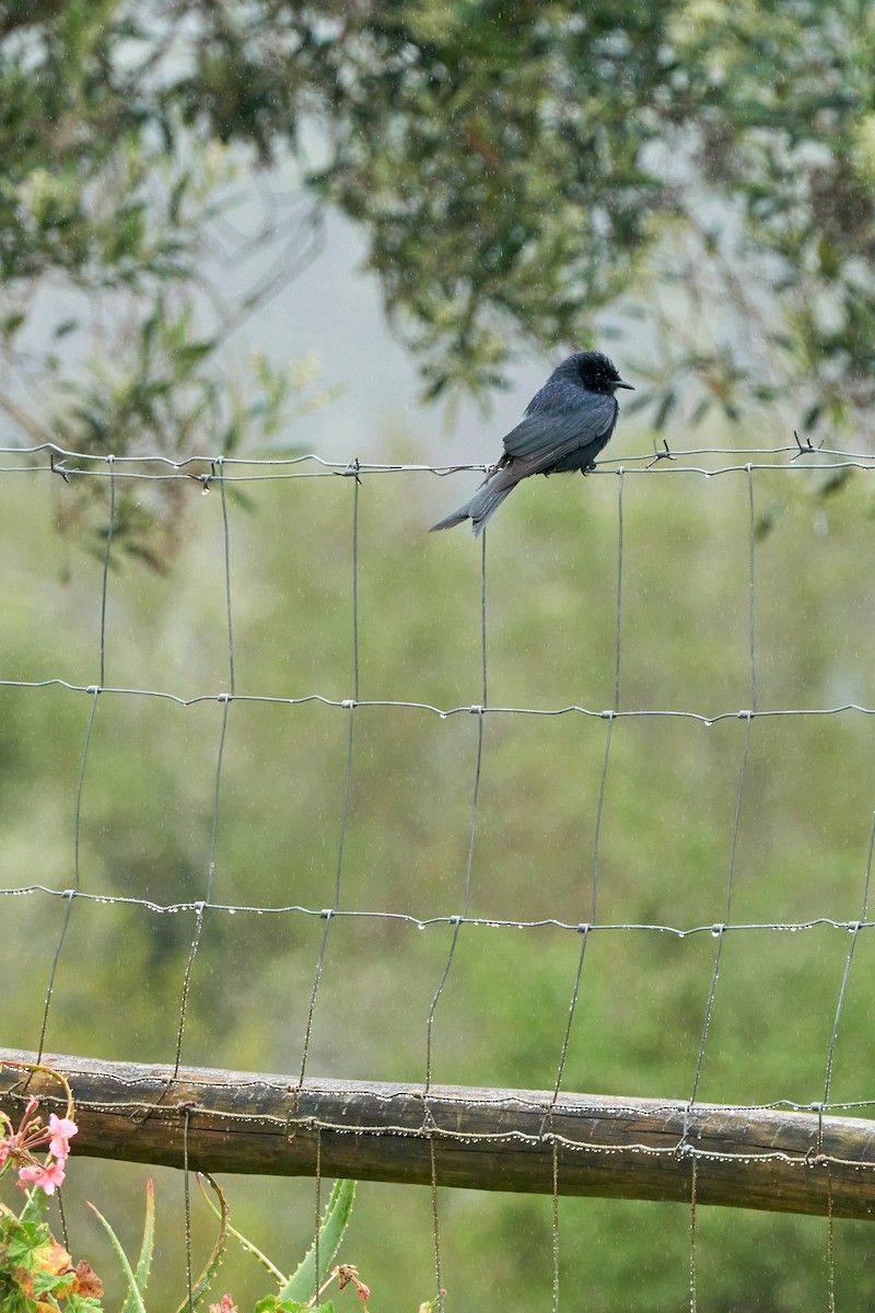 Fork-tailed Drongo - ML644077172