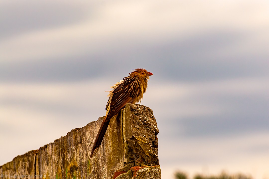 Guira Cuckoo - ML644077178