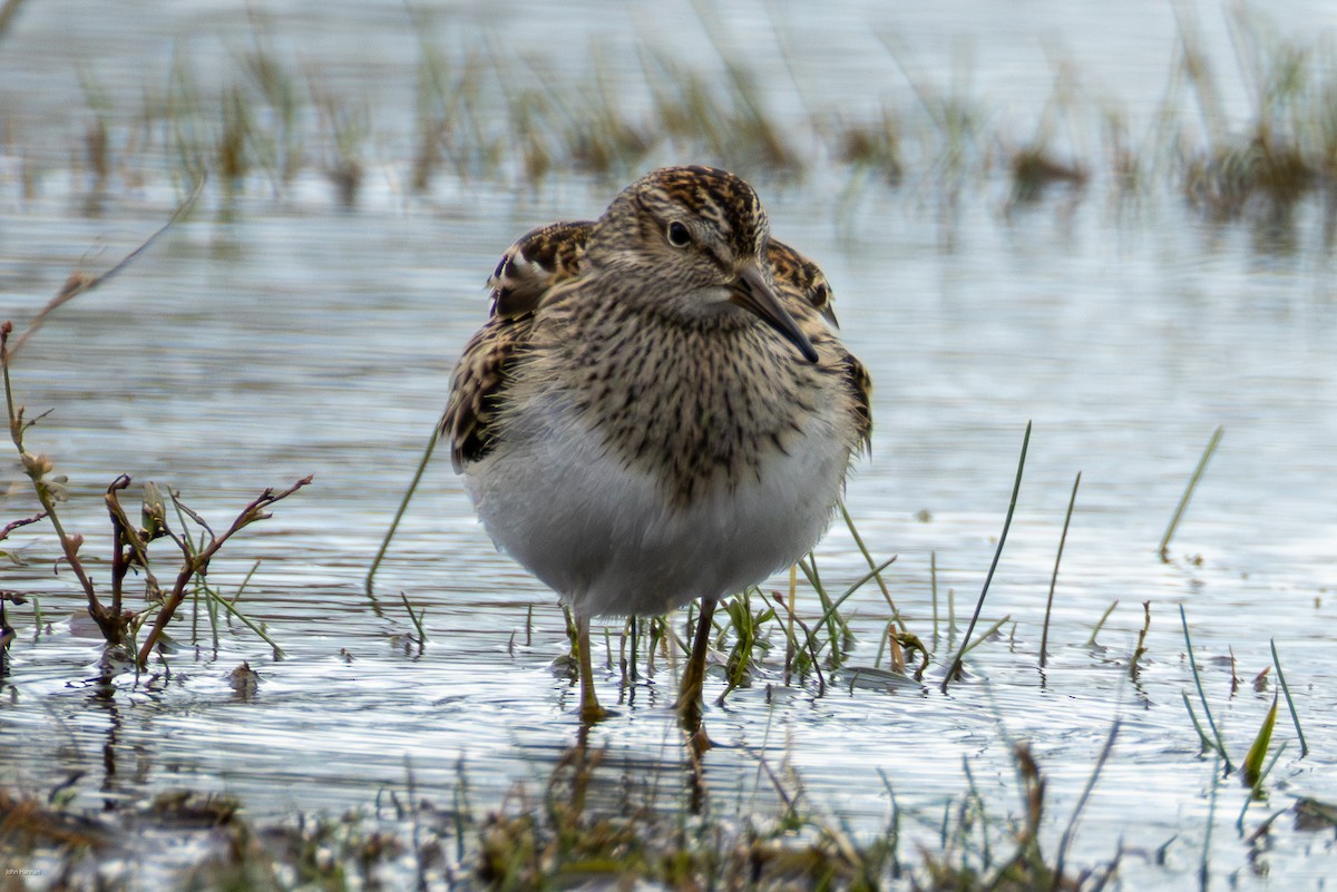 Pectoral Sandpiper - ML644077185
