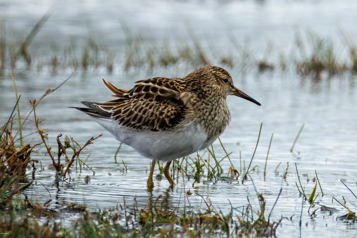 Pectoral Sandpiper - ML644077186