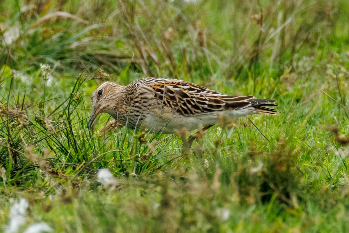 Pectoral Sandpiper - ML644077187