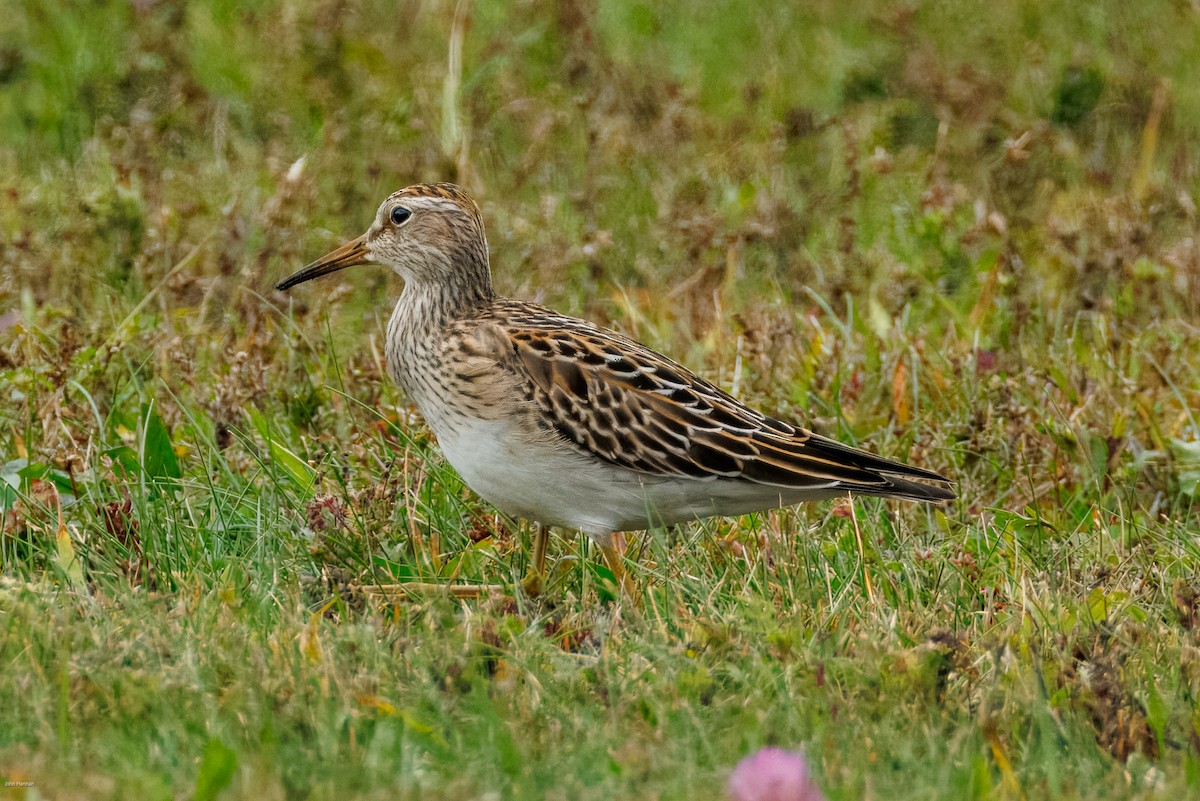 Pectoral Sandpiper - ML644077188
