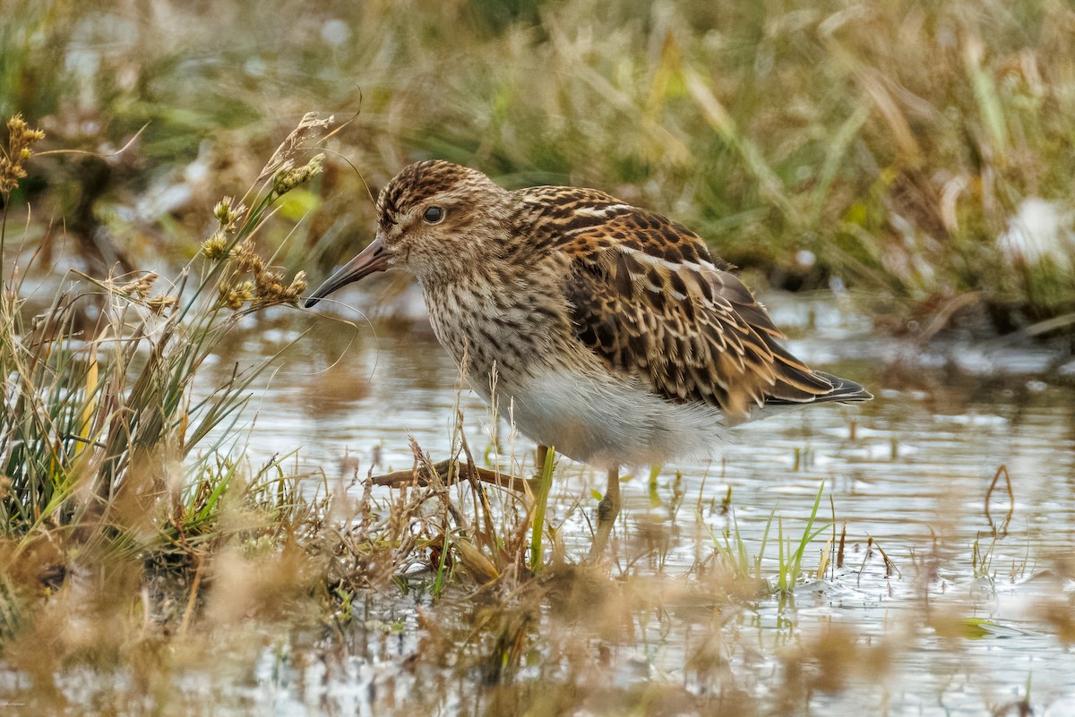 Pectoral Sandpiper - ML644077190