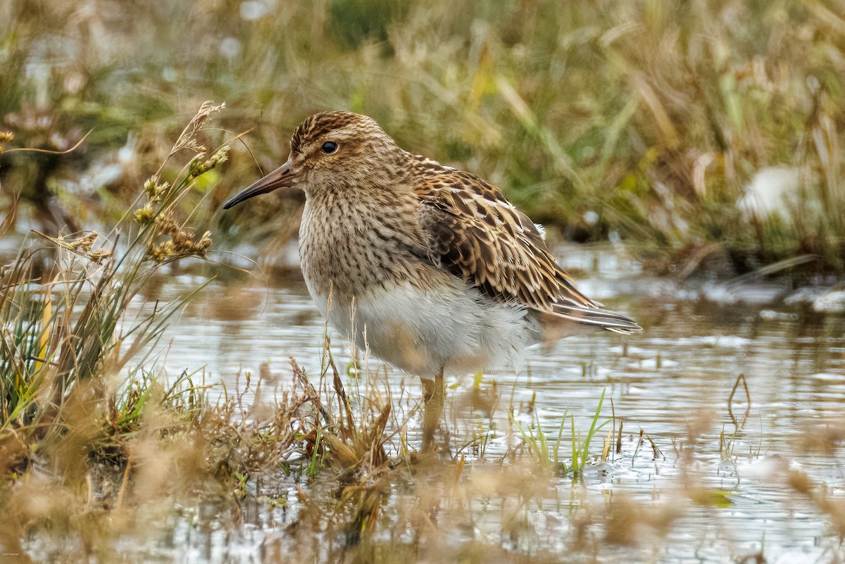 Pectoral Sandpiper - ML644077191
