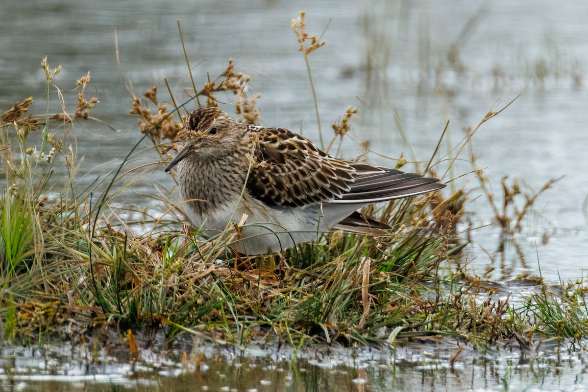 Pectoral Sandpiper - ML644077192