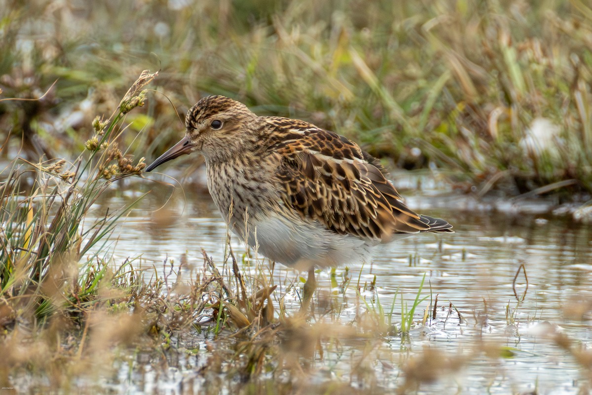 Pectoral Sandpiper - ML644077193