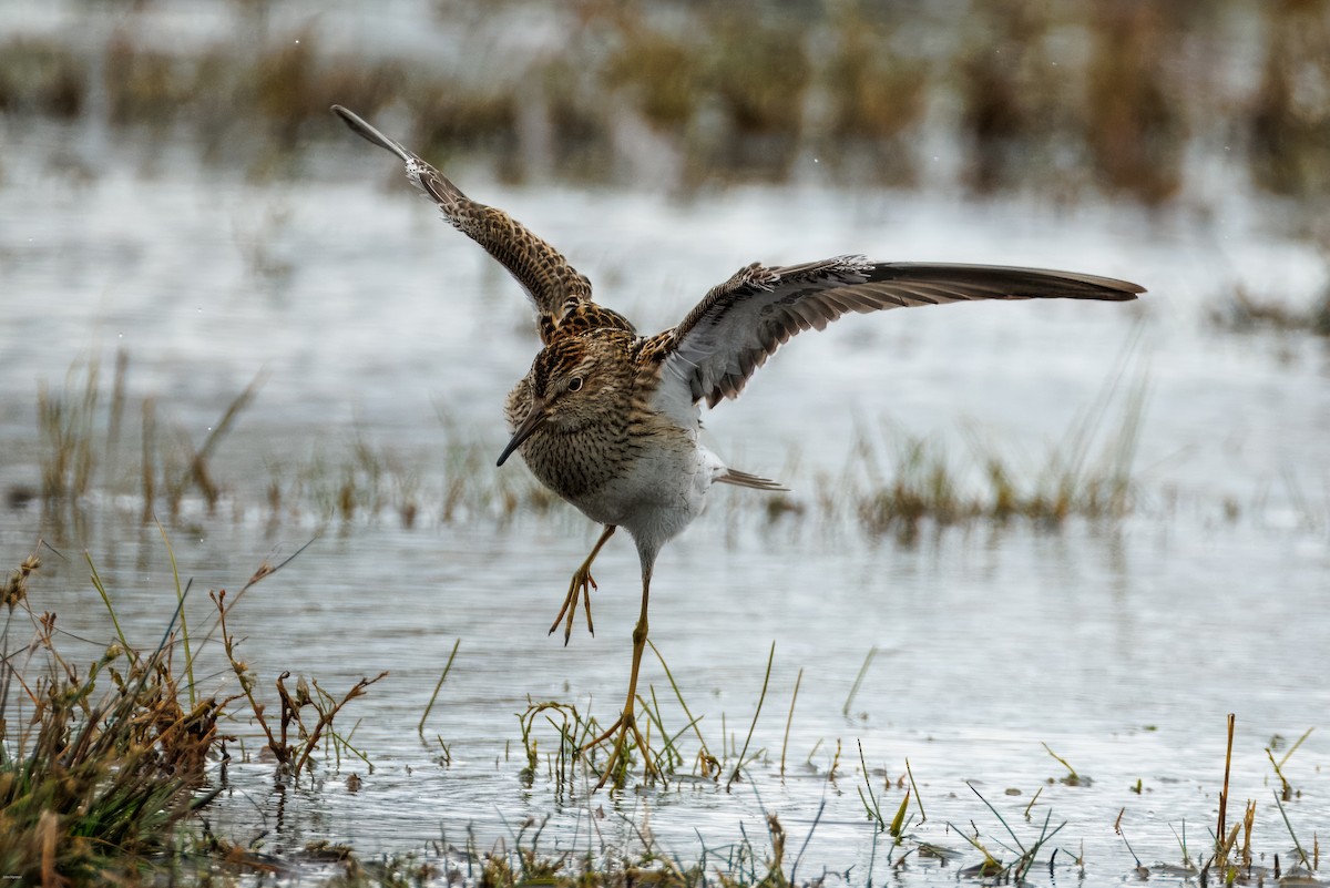 Pectoral Sandpiper - ML644077194
