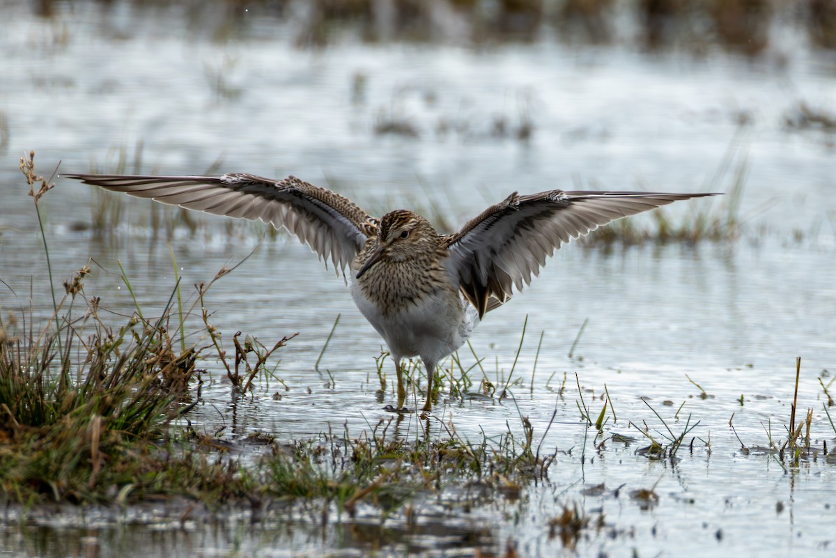 Pectoral Sandpiper - ML644077195