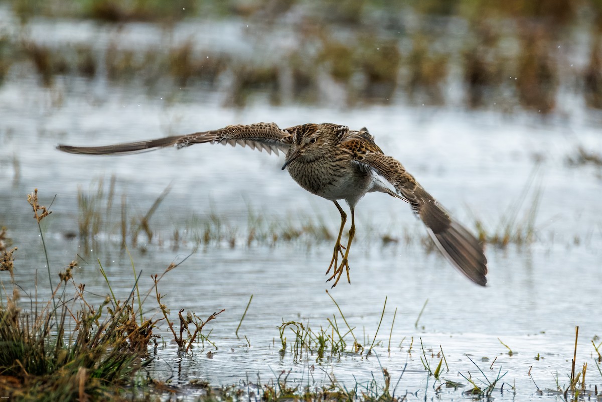 Pectoral Sandpiper - ML644077196