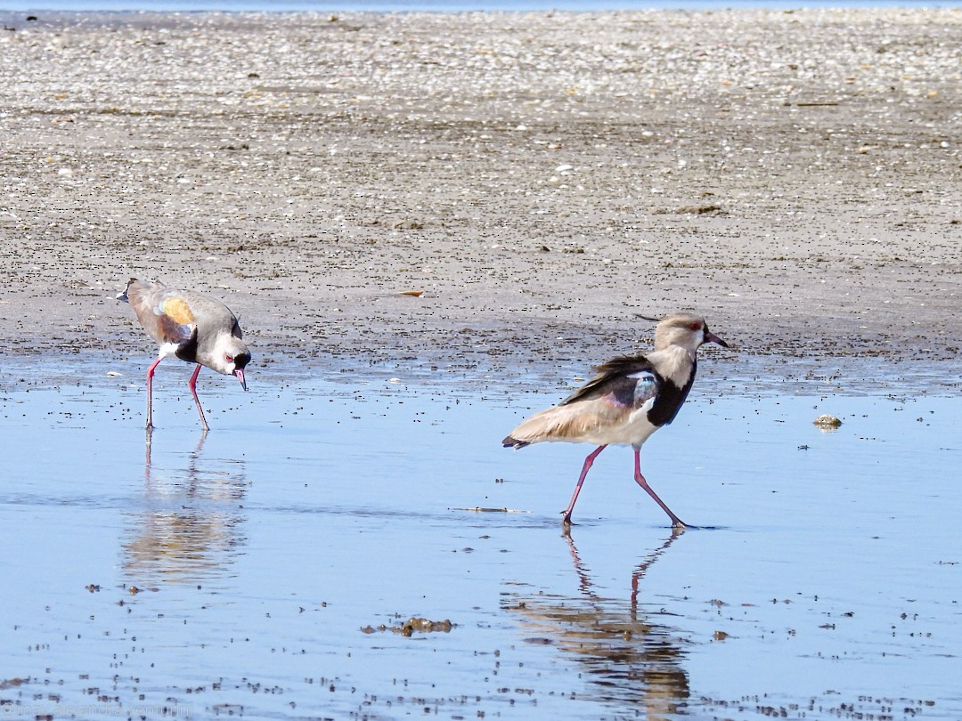 Southern Lapwing - ML644077197