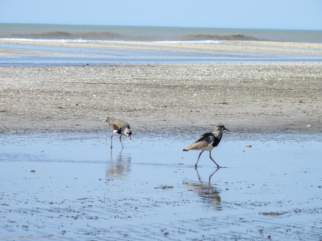 Southern Lapwing - ML644077203